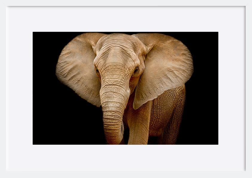 82712216 Closeup Elephant animal wildlife copy - ArtFramed