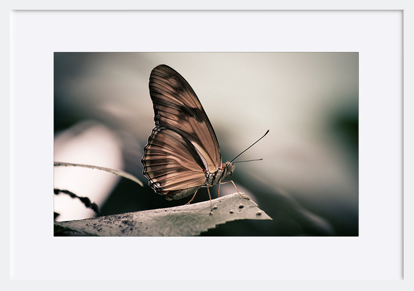 paper_frame