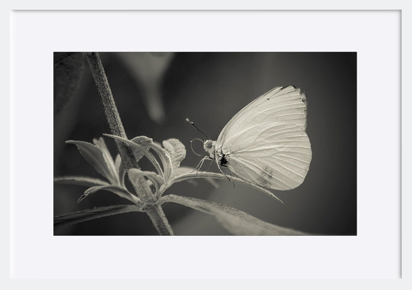 paper_frame