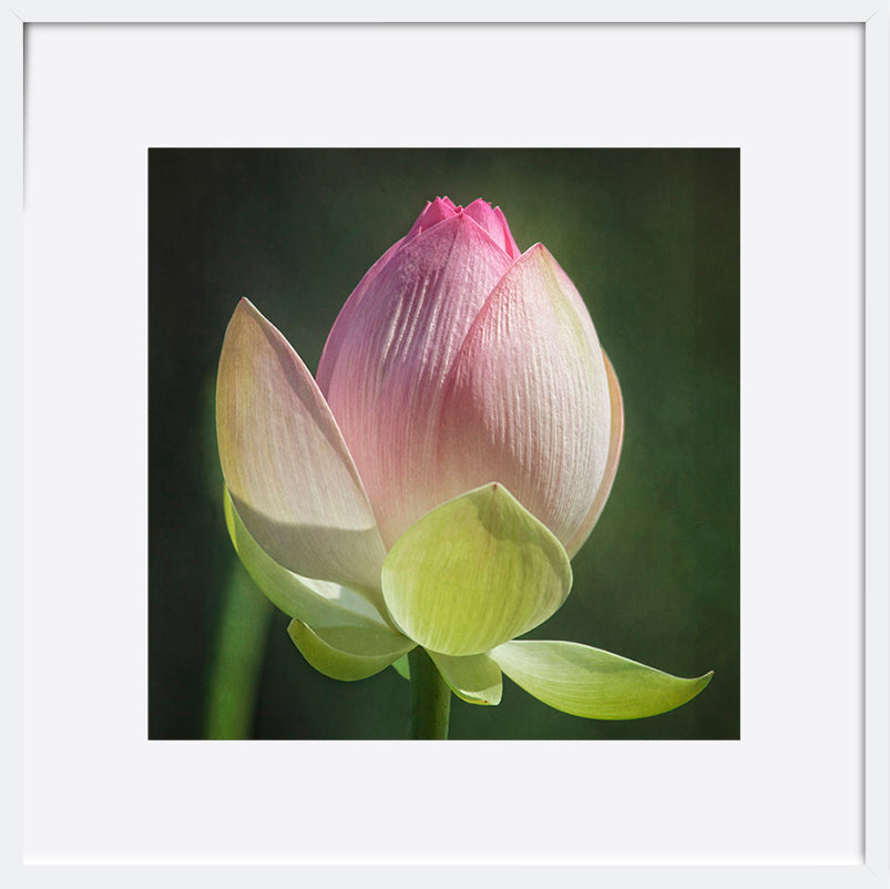 paper_frame