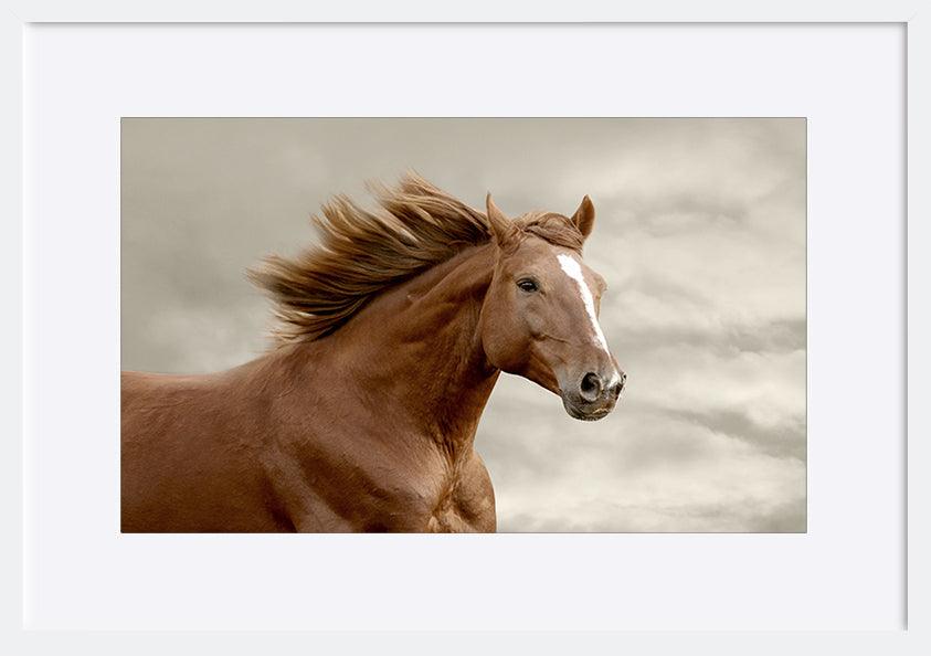 a48207709s horse running copy - ArtFramed