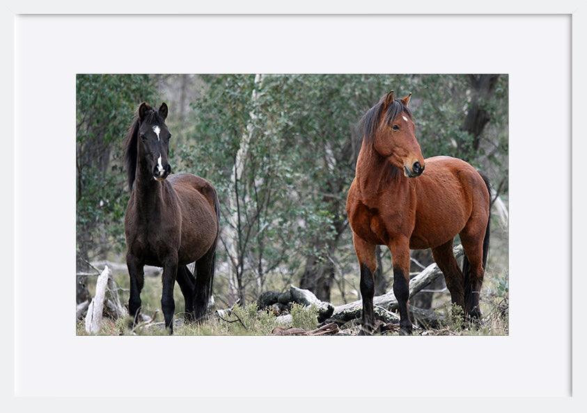 a56413252s Brumbies at Native Dog Flat Camping Area Alpine National Park Victoria Australia Brumby copy - ArtFramed