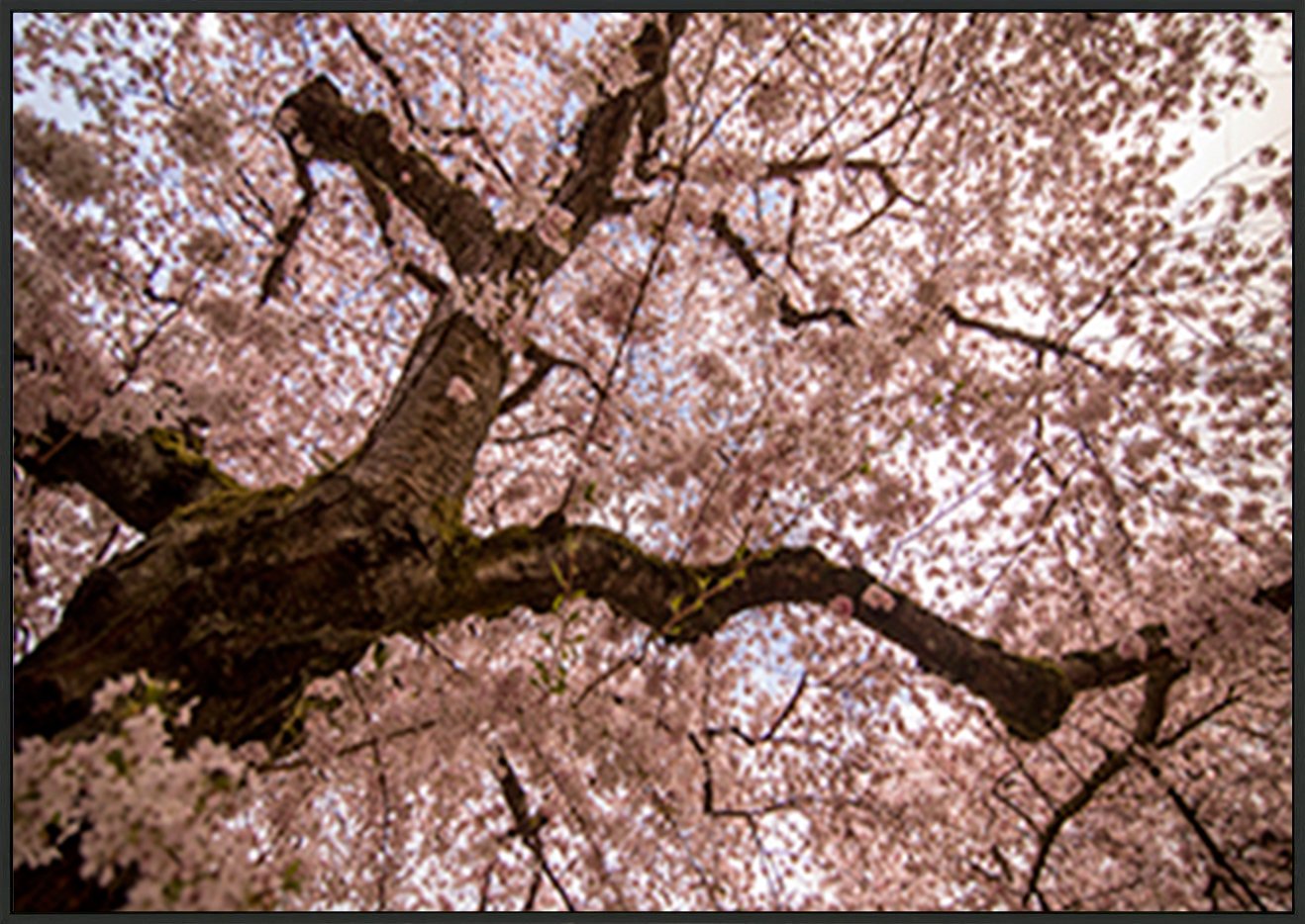 canvas_frame