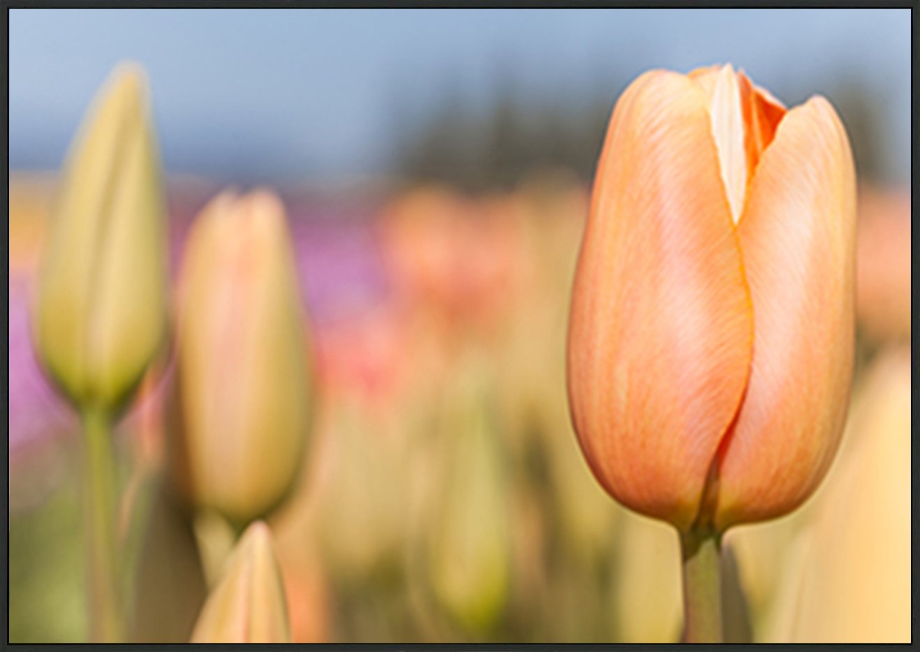 canvas_frame