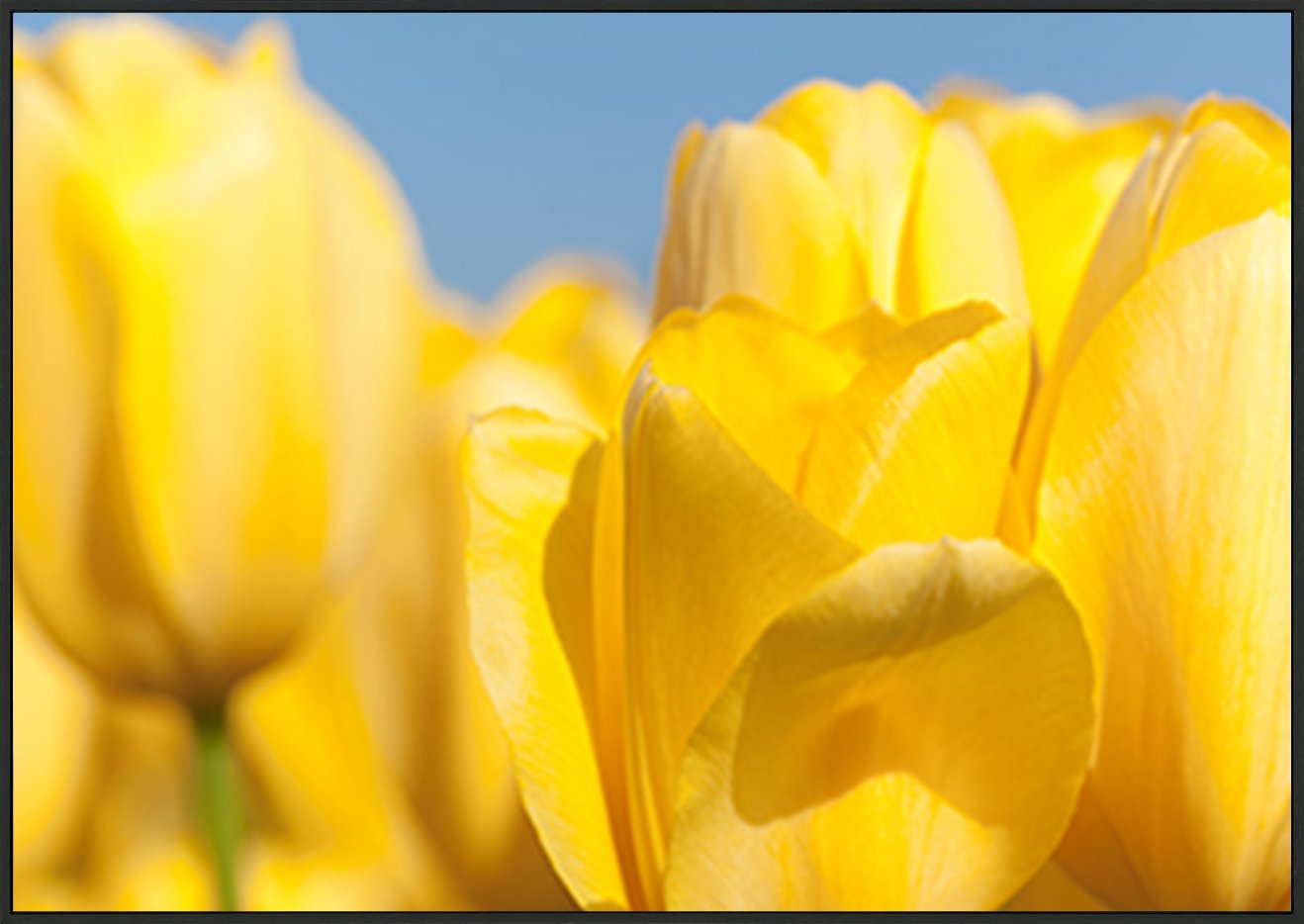 canvas_frame