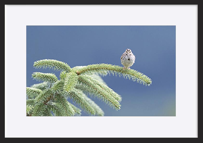 paper_frame