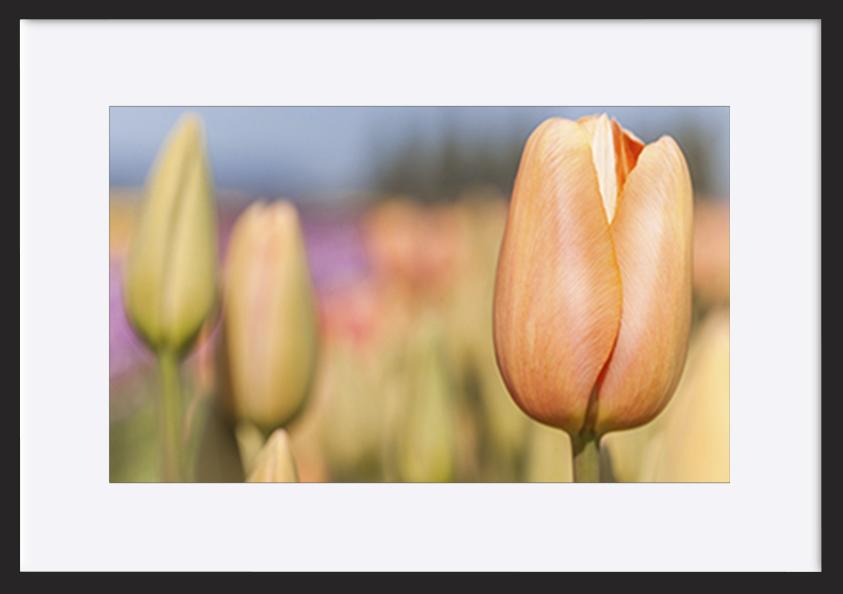 paper_frame