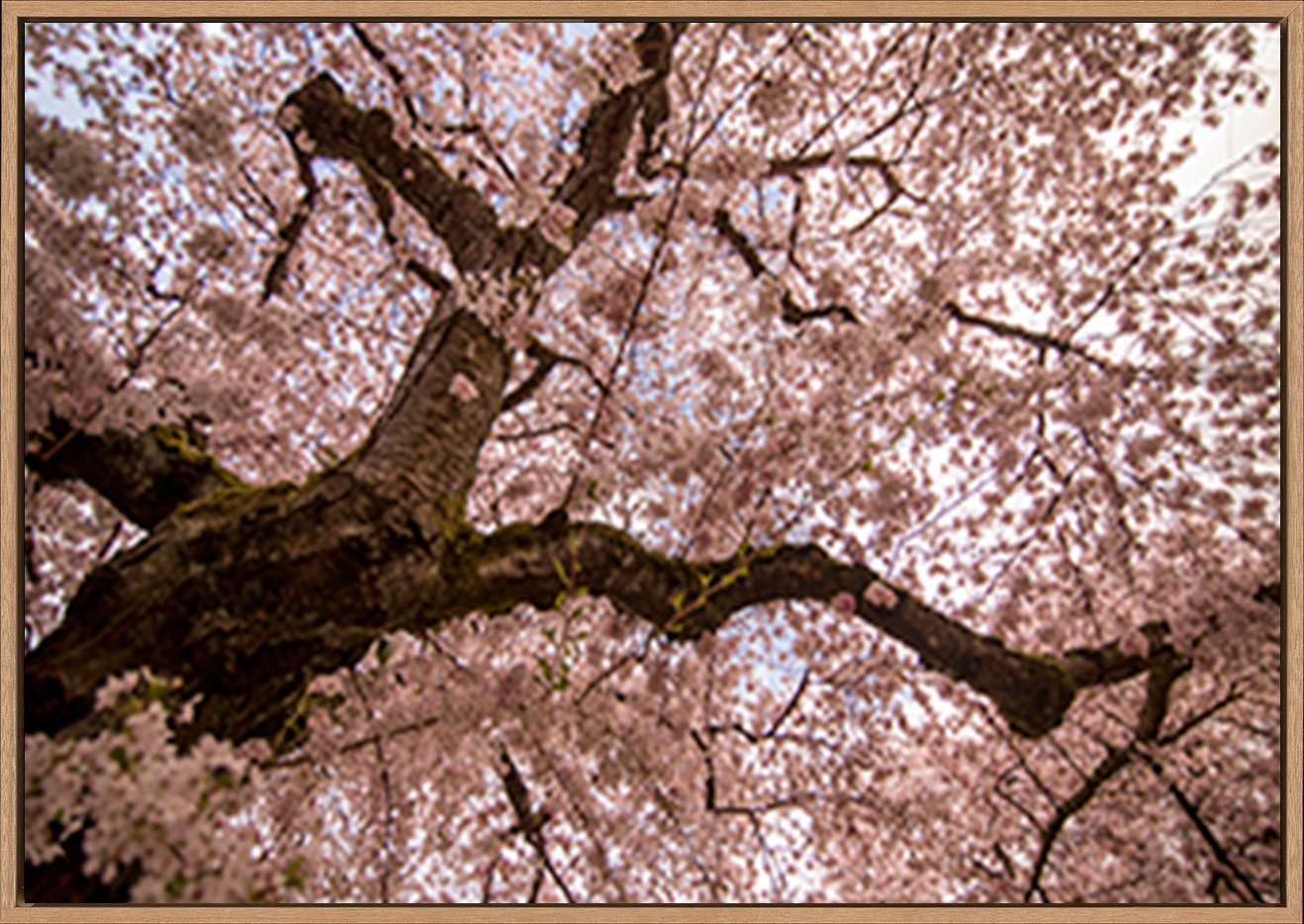canvas_frame