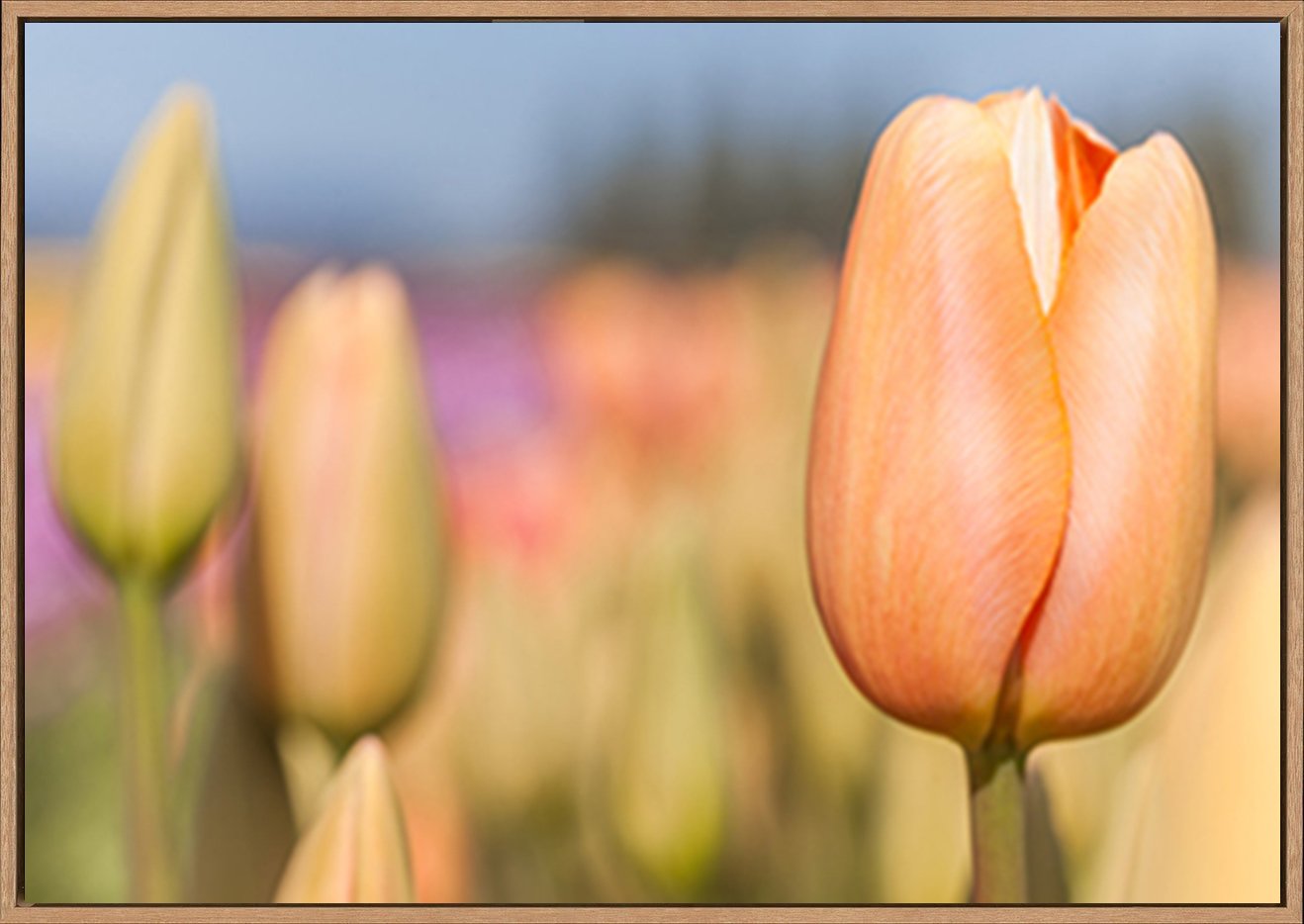 canvas_frame