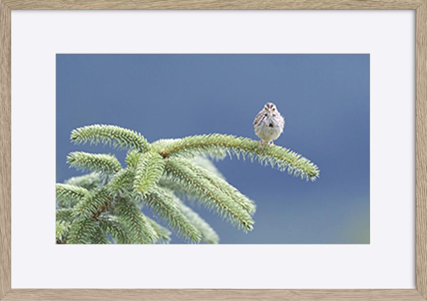 paper_frame