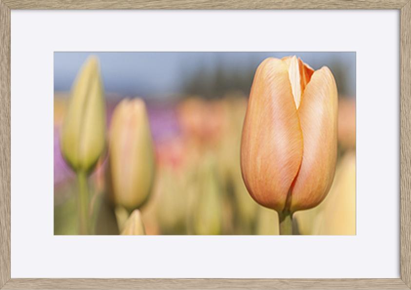 paper_frame