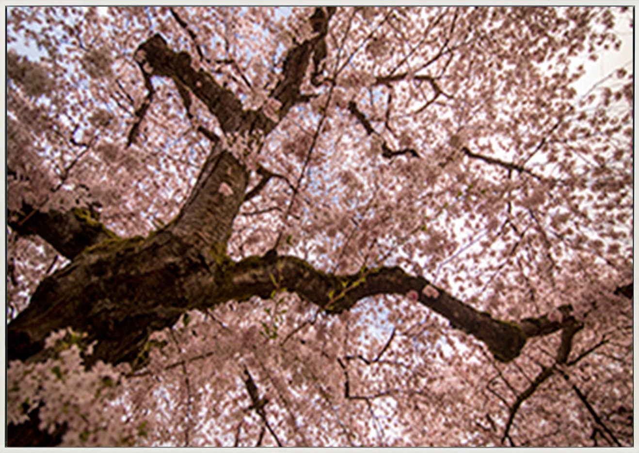 canvas_frame
