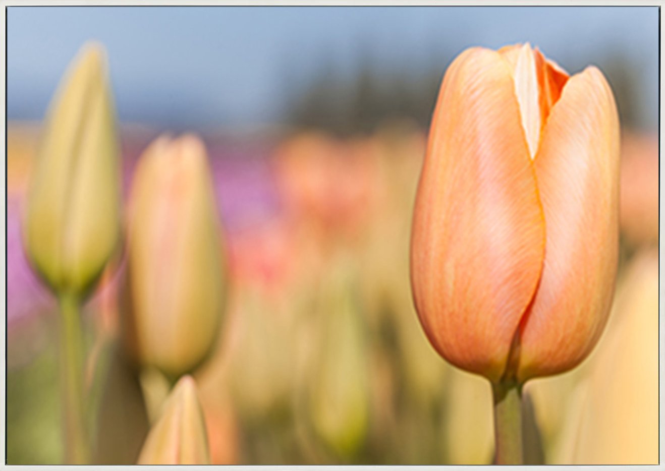canvas_frame