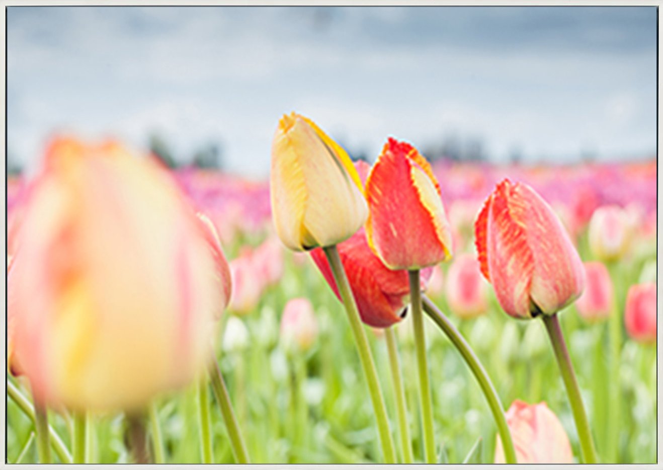 canvas_frame