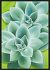 Anita Siedlecki - Succulents ANS002 in A2 black frame
