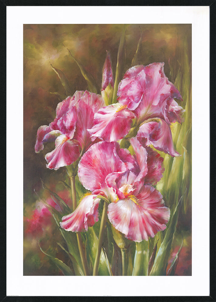 Anonymous AV02 Nanas Choice 2 in black frame