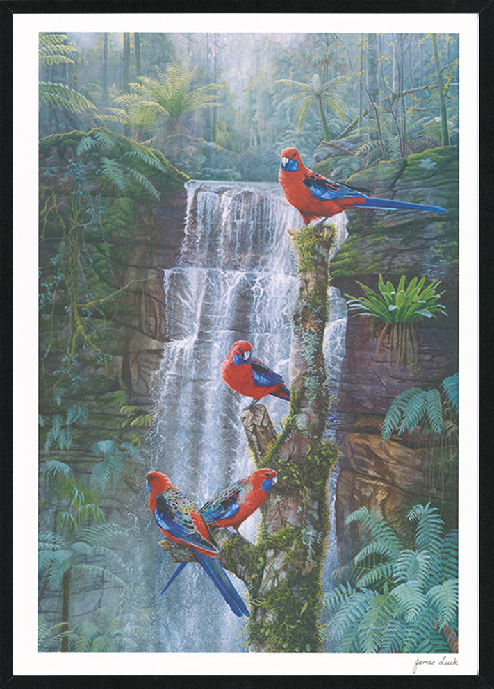 James Luck  JL003 Wildlife 3 594x420mm in black frame Australian Birds