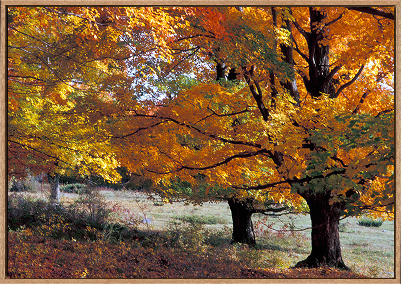 canvas_frame