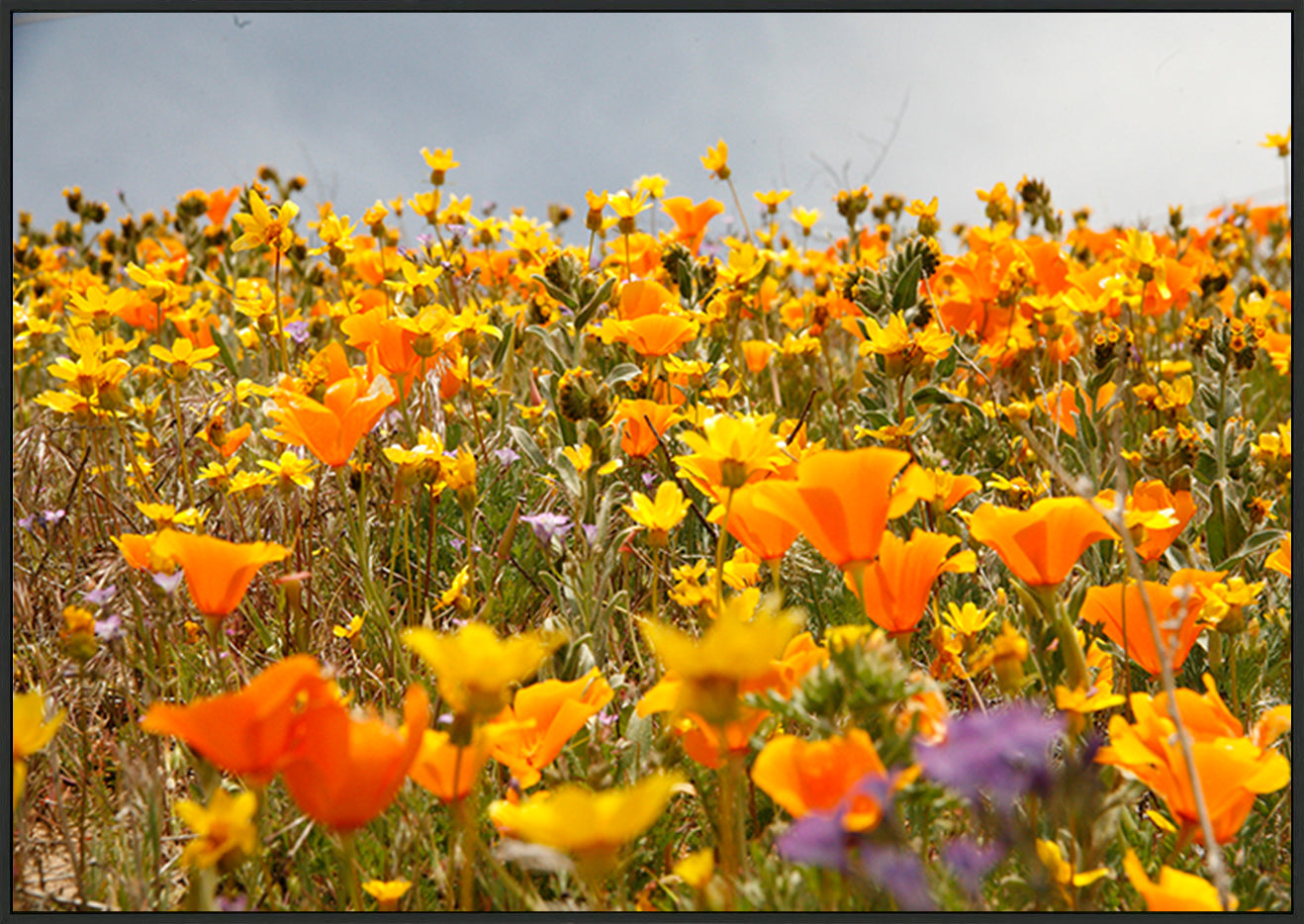 canvas_frame