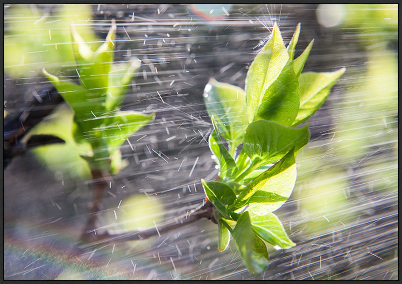 canvas_frame