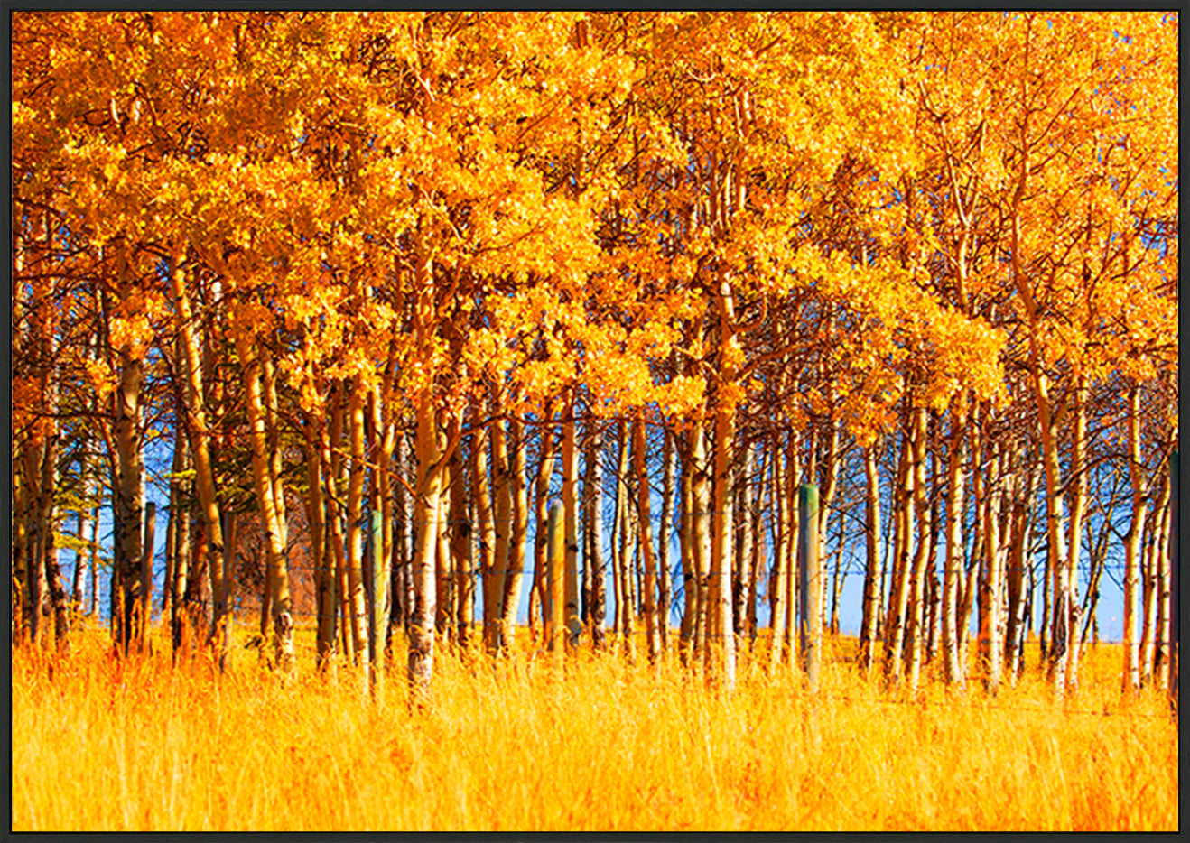 canvas_frame