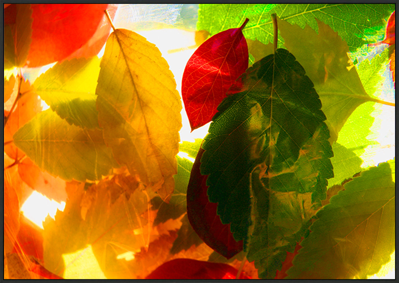 canvas_frame