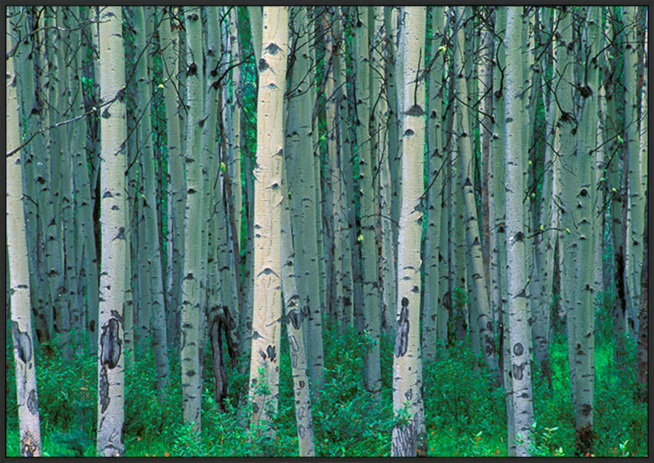 canvas_frame