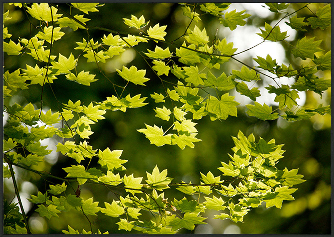 canvas_frame