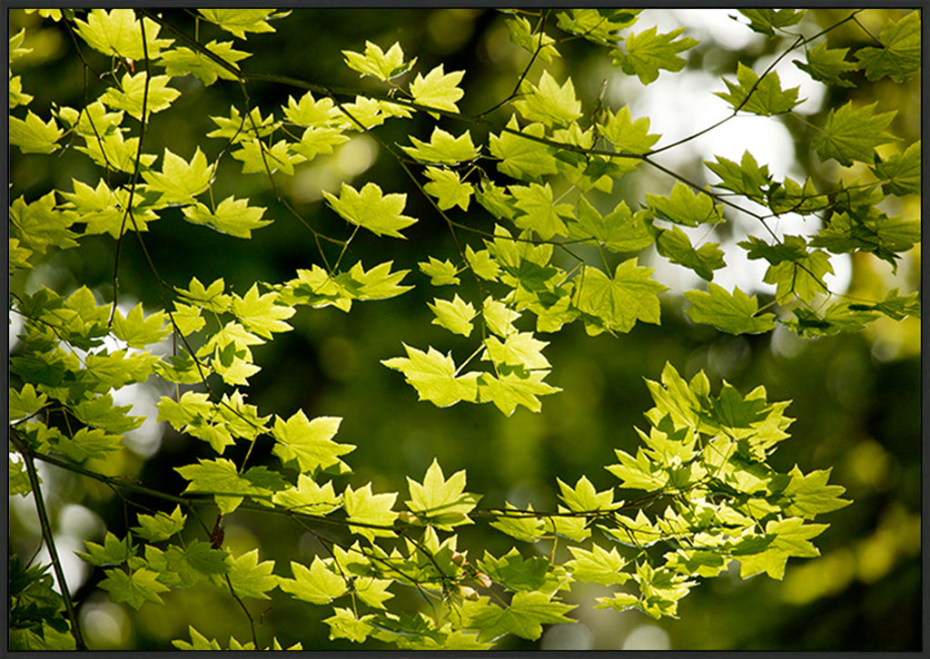 canvas_frame