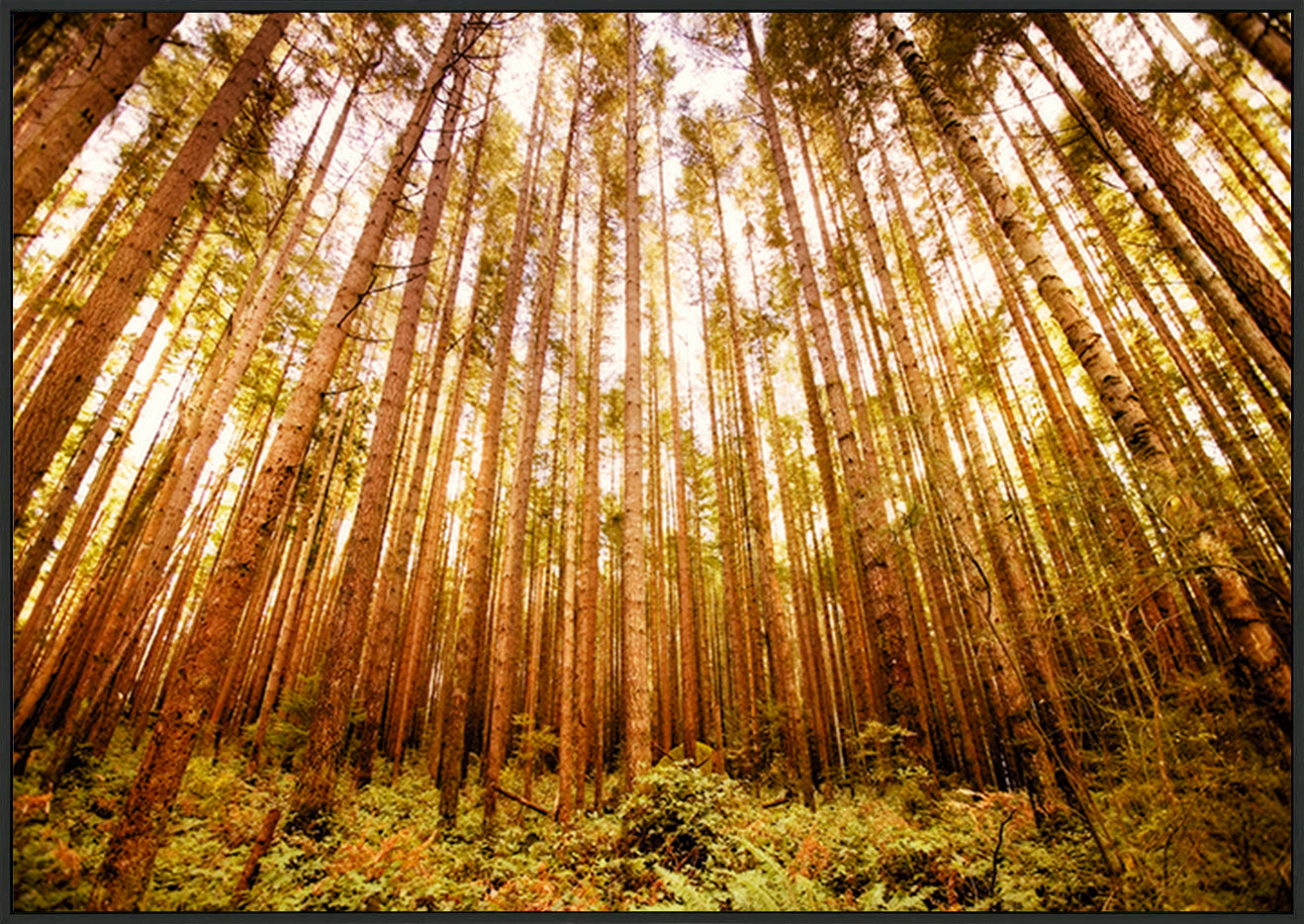 canvas_frame