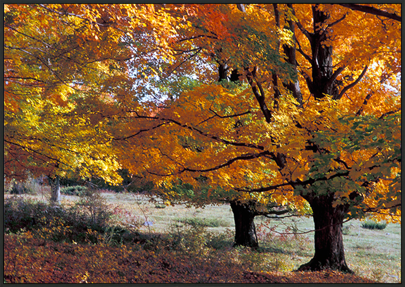 canvas_frame