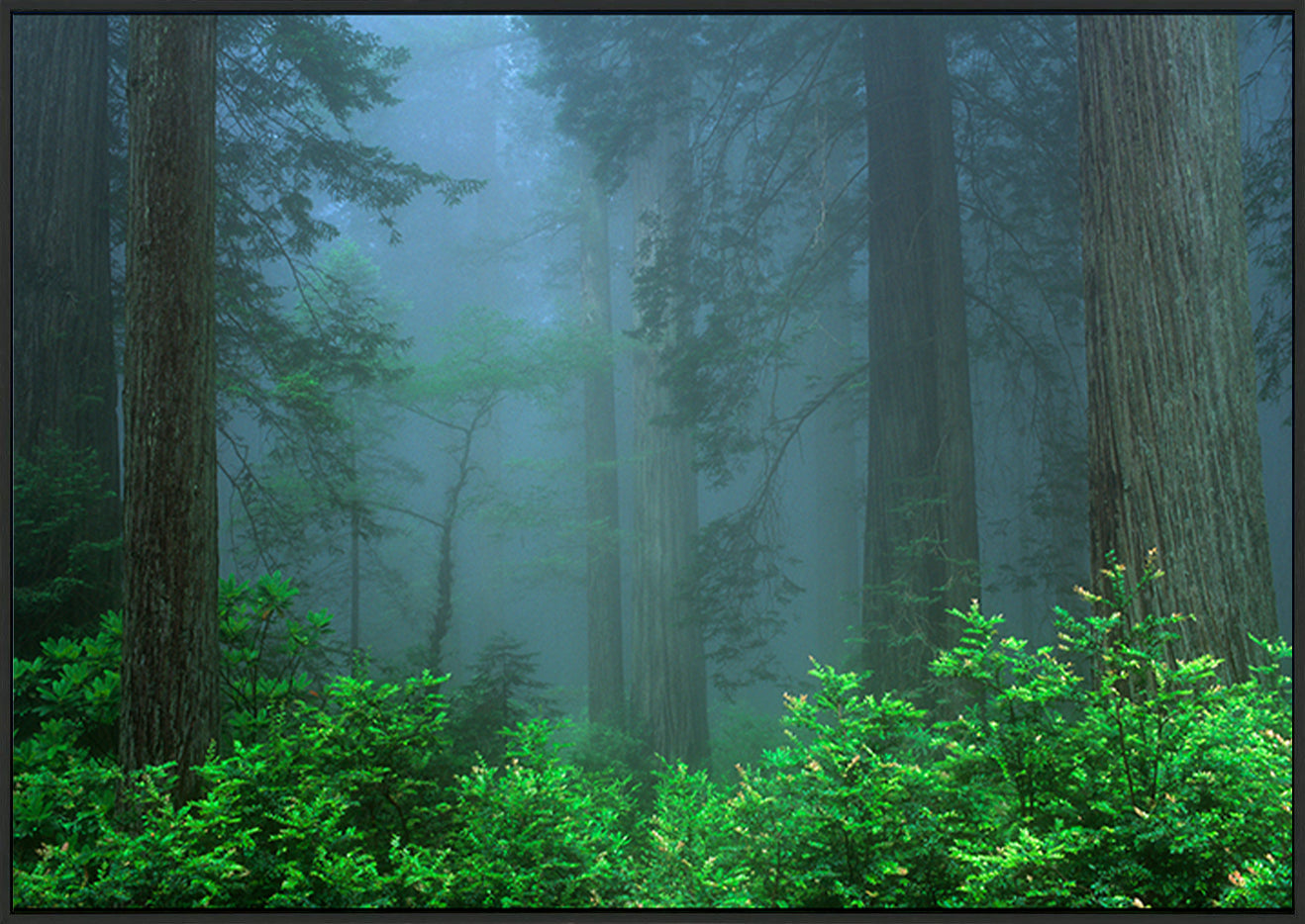 canvas_frame