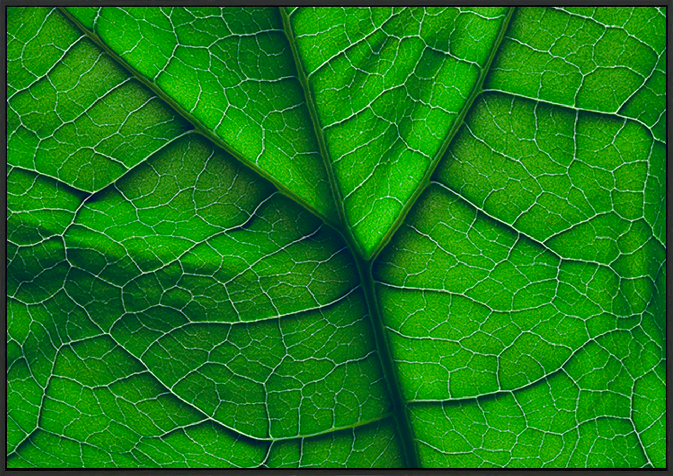 canvas_frame