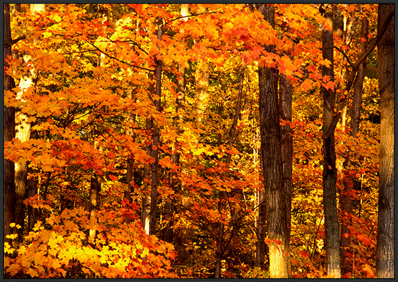 canvas_frame