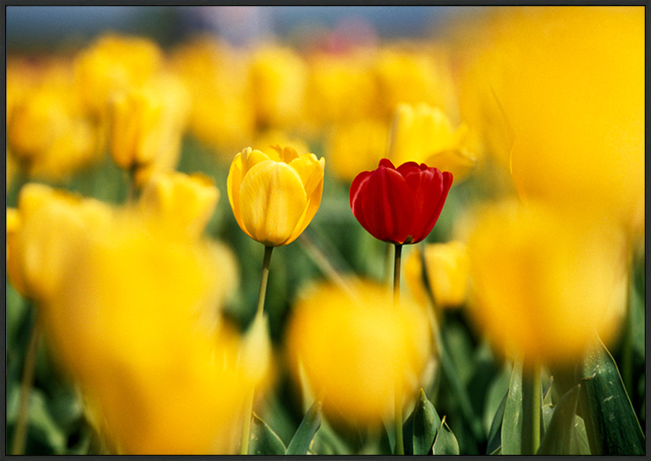 canvas_frame