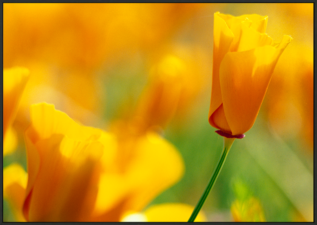 canvas_frame