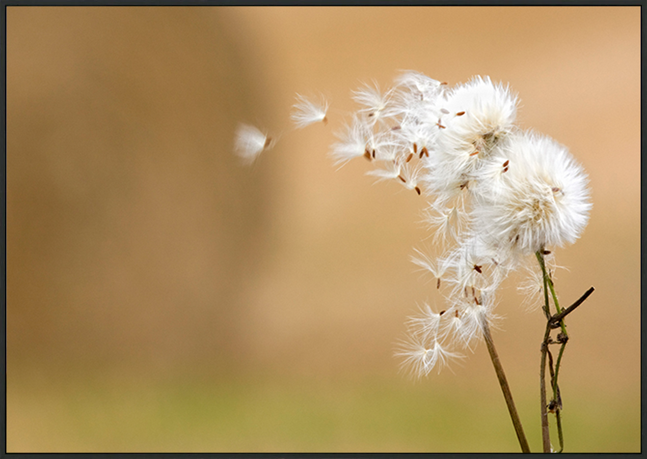 canvas_frame