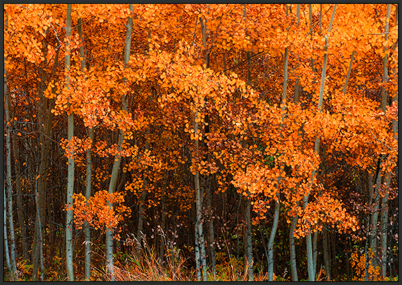 canvas_frame