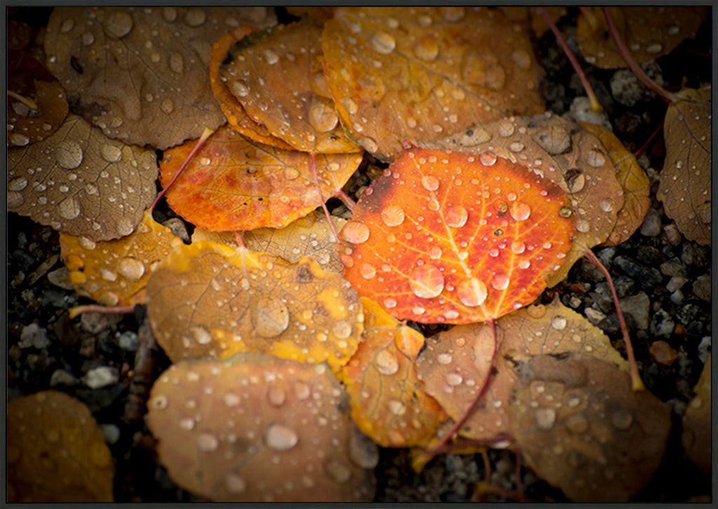 canvas_frame