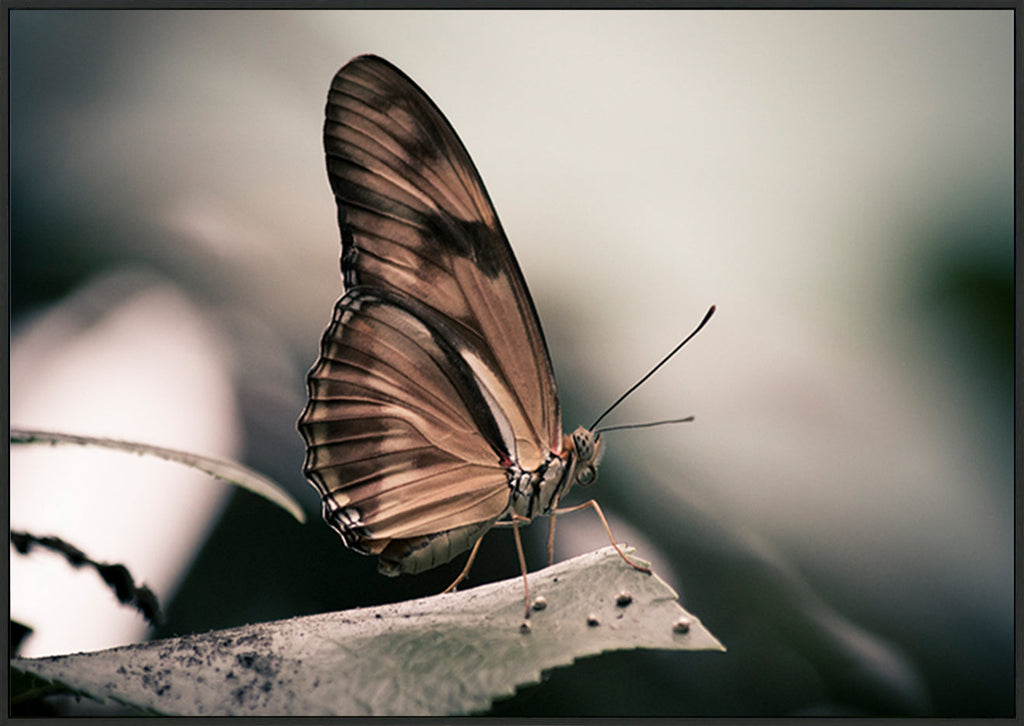 canvas_frame