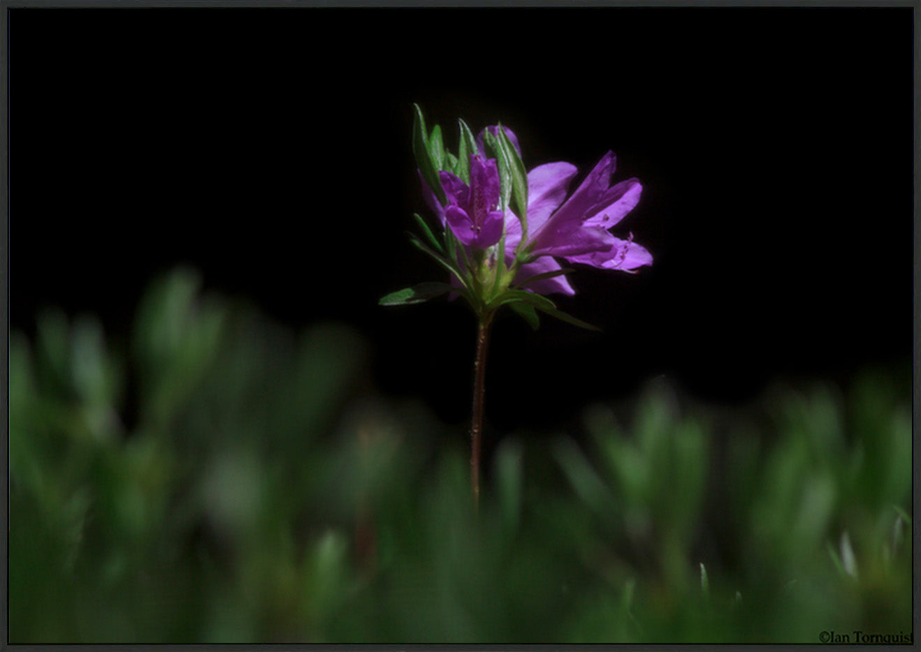 canvas_frame