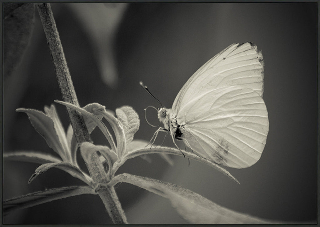 canvas_frame