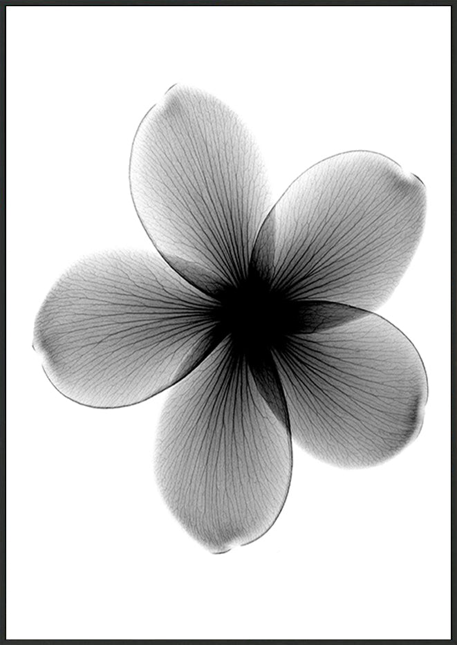 canvas_frame
