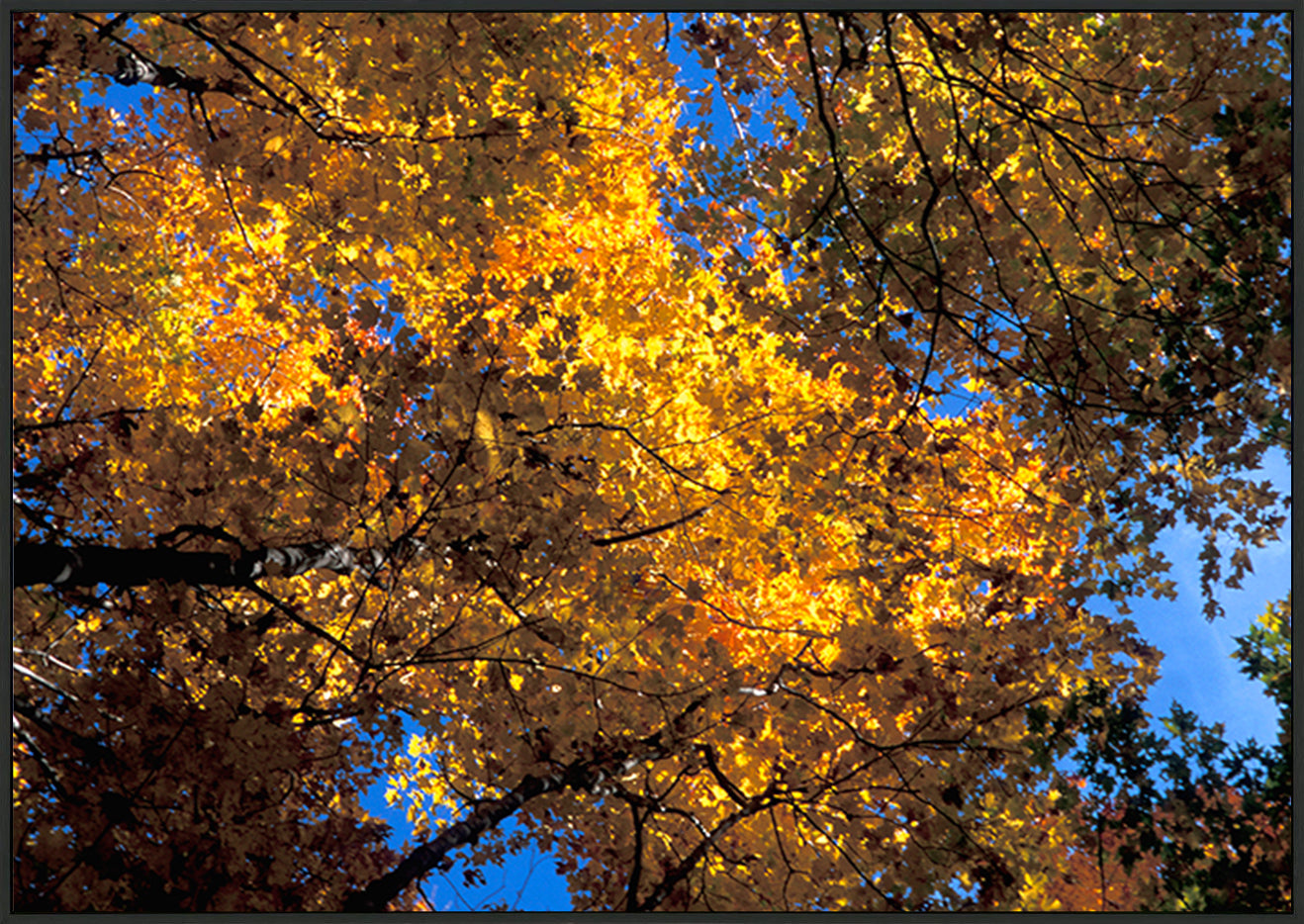 canvas_frame