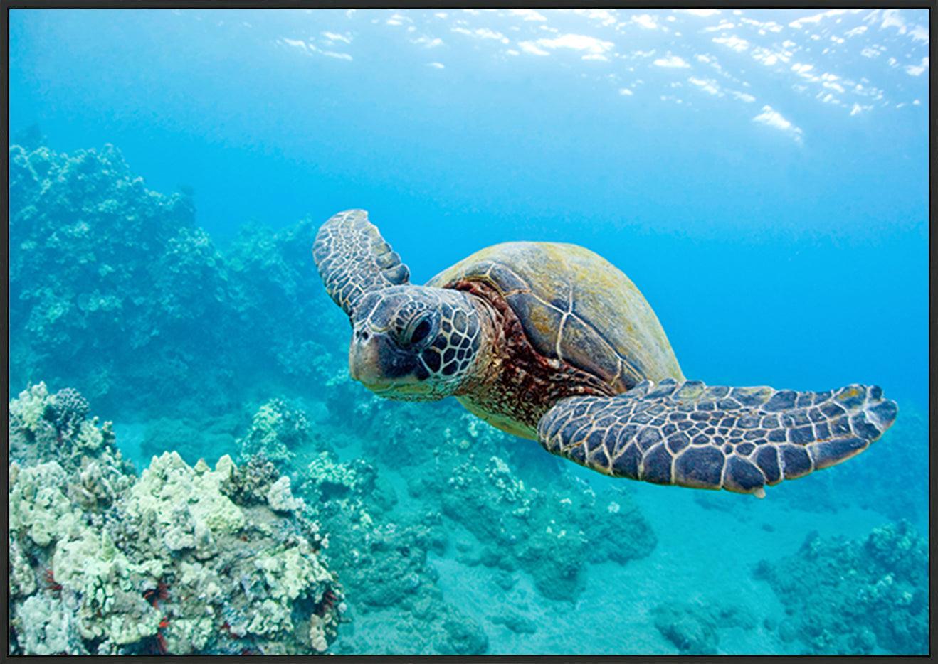 a0460652 turtle underwater copy - ArtFramed