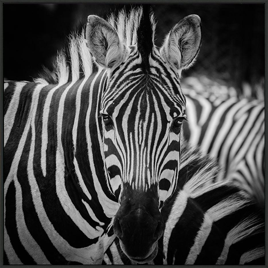 a08378851s ratio 1 animal zebra portrait - ArtFramed
