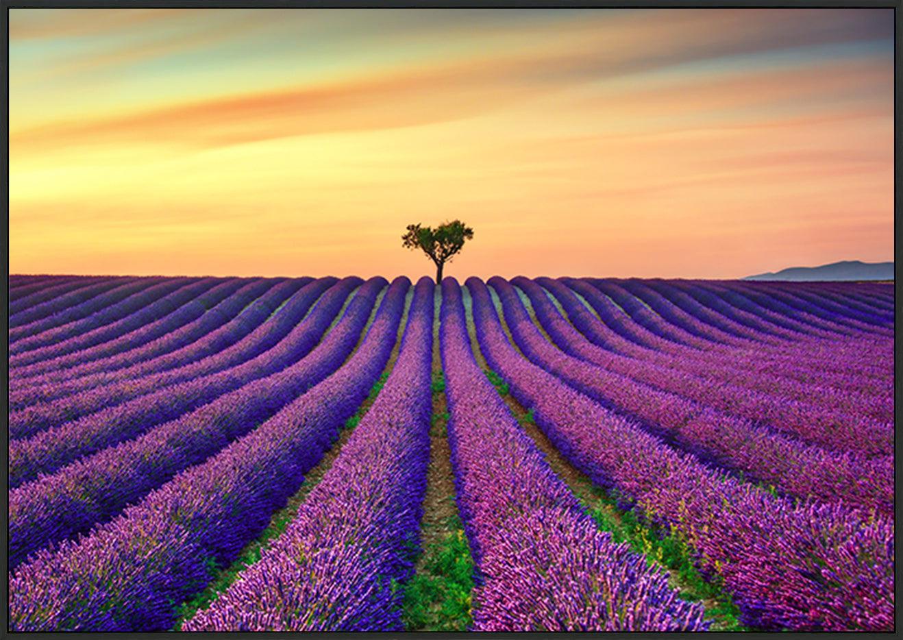 a15601213b Lavender And Lonely Trees Uphill On Sunset copy. Provence France - ArtFramed