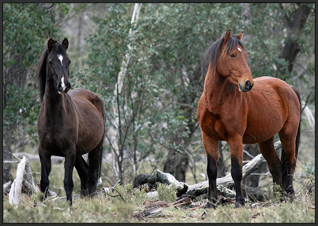 a56413252s Brumbies at Native Dog Flat Camping Area Alpine National Park Victoria Australia Brumby copy - ArtFramed