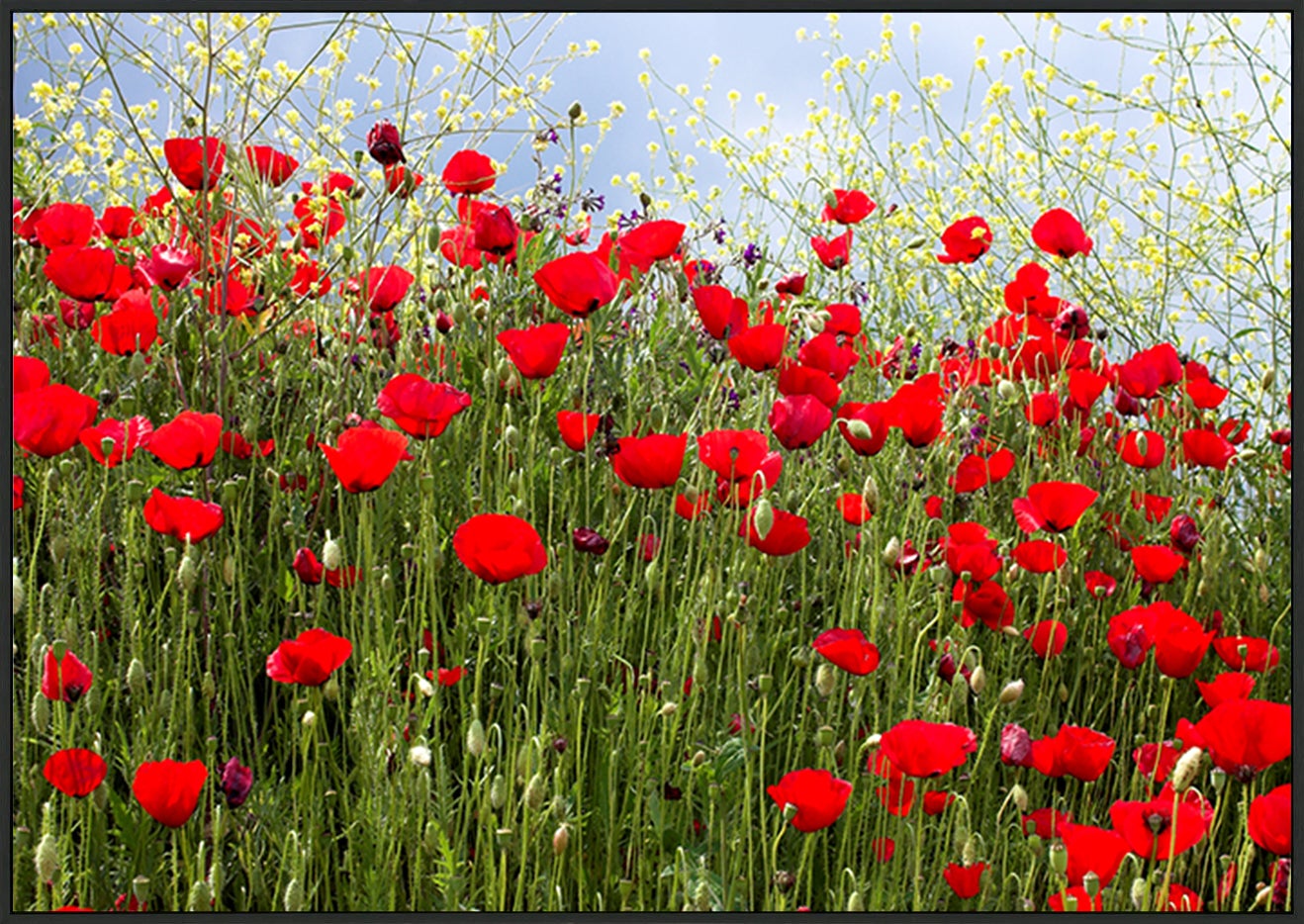 canvas_frame