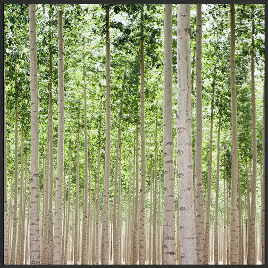 canvas_frame